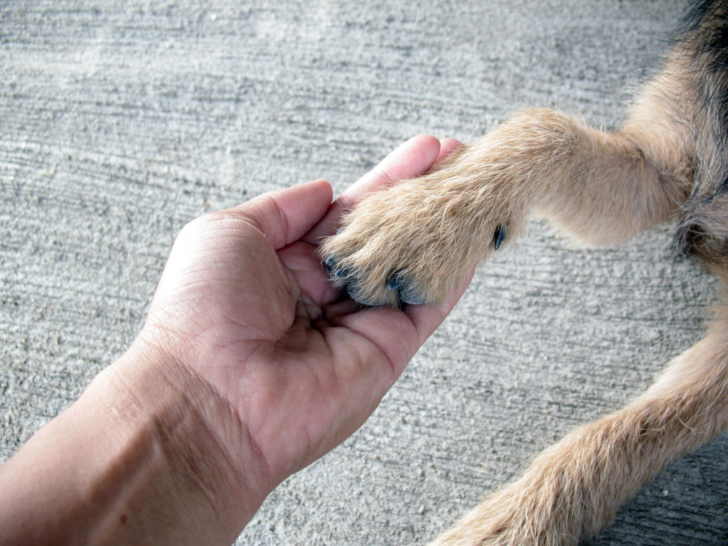person holding dog paw